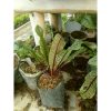 tanaman sayur sorrel red veined hidup / sorel Rumex sanguineus