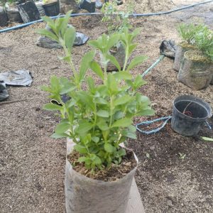 Tanaman Stevia Herbal Siap Tanam Tinggi 20 Cm