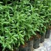 Tanaman Stevia Herbal Siap Tanam Tinggi 20 Cm