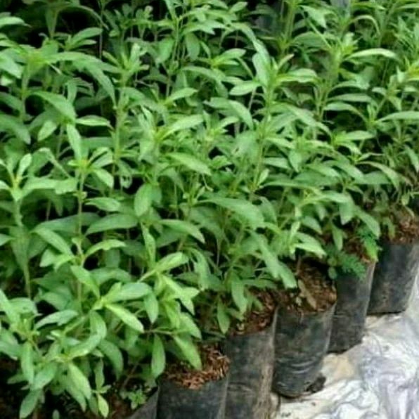 Tanaman Stevia Herbal Siap Tanam Tinggi 20 Cm