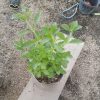Tanaman Stevia Herbal Siap Tanam Tinggi 20 Cm