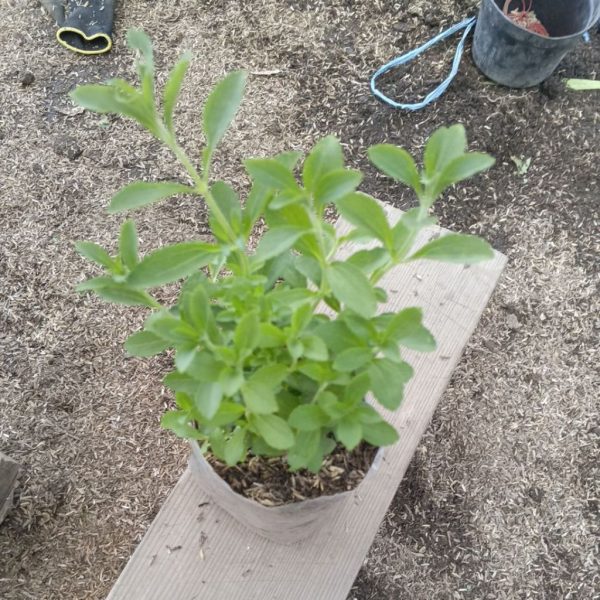 Tanaman Stevia Herbal Siap Tanam Tinggi 20 Cm