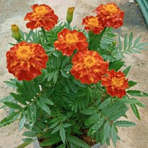 Tanaman Suyok Batik - French Marygold (Edible Flower)