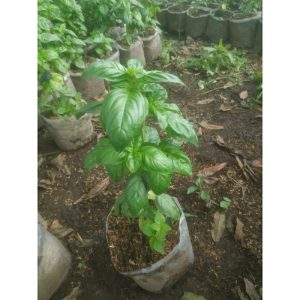 Tanaman Sweet Basil