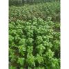 Tanaman Sweet Basil