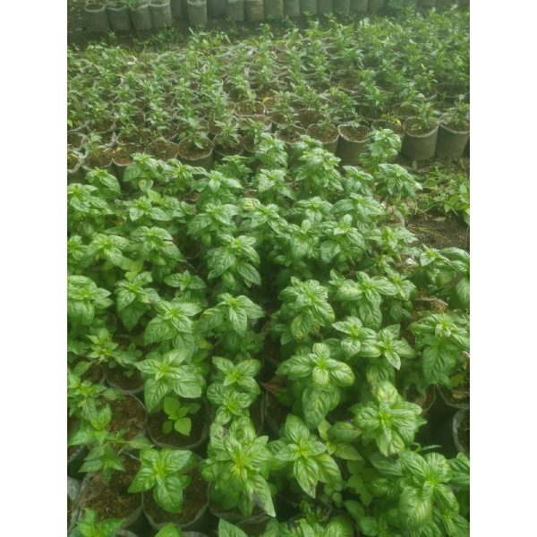 Tanaman Sweet Basil