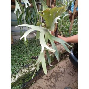 Tanaman Tanduk Rusa