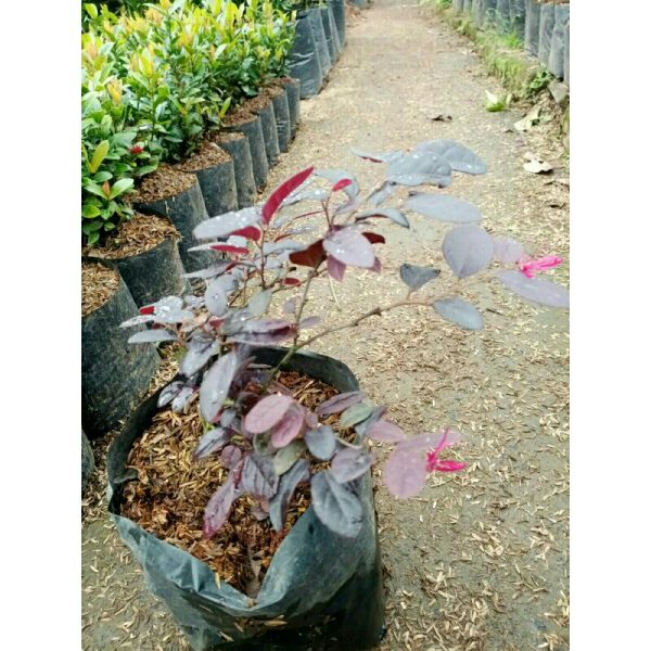 Tanaman Vitalum Lorovetalum