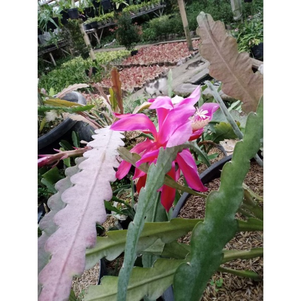 Tanaman Wijaya Kusuma Bangkok Pink besar
