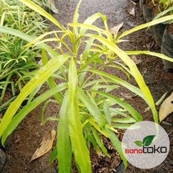 Tanaman Zodia Anti Nyamuk Murah Remaja Rimbun