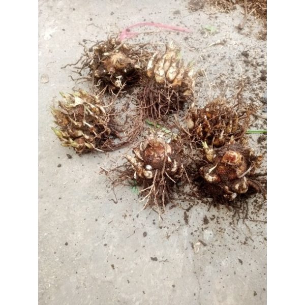 Umbi bibit sedap malam siap berbunga