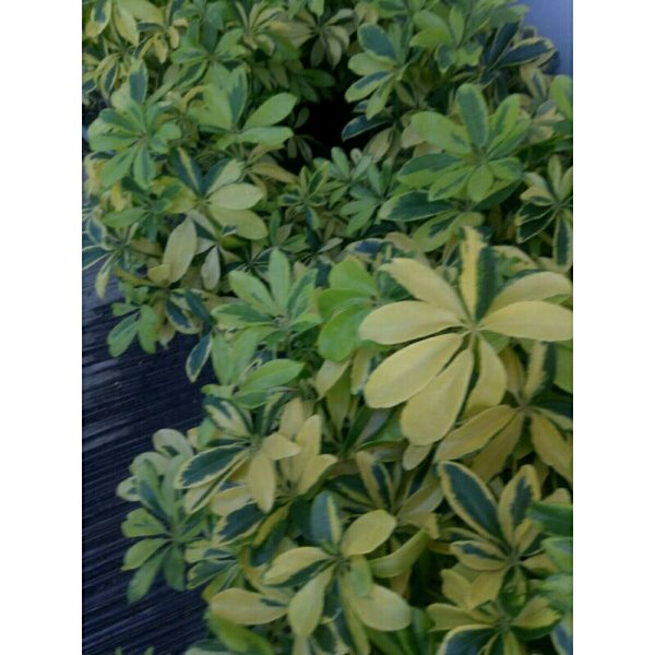 Walisongo Mentega Tanaman Hias Kondisi Rimbun